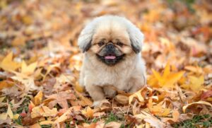 既読無視をする心理とは何か？