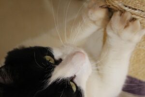 片思いを諦めたくない理由とは何ですか？